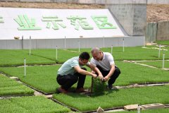 玉州区：科技赋能 抢抓晚稻育秧环节期
